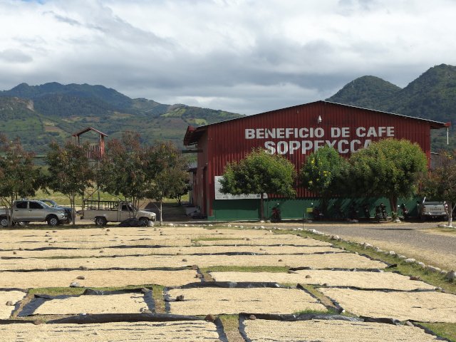 Beneficio in Nicaragua, Café Chavalo