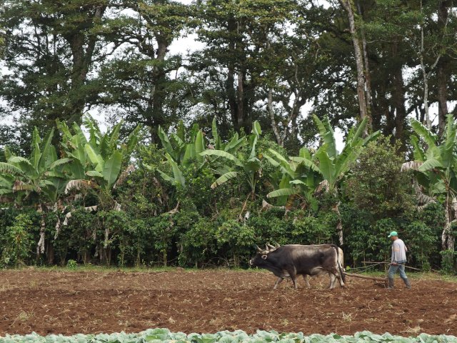 Feldarbeit in Nicaragua, Café Chavalo