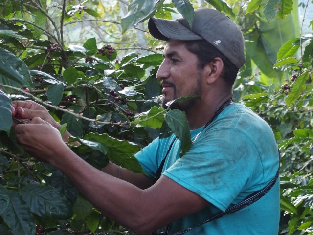 Kaffeebauer José Ventura in Nicaragua, Café Chavalo