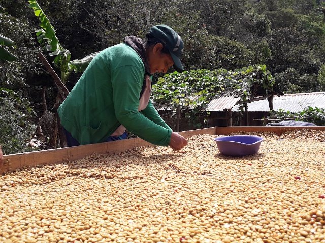 Kaffee sortieren in Nicaragua, Café Chavalo