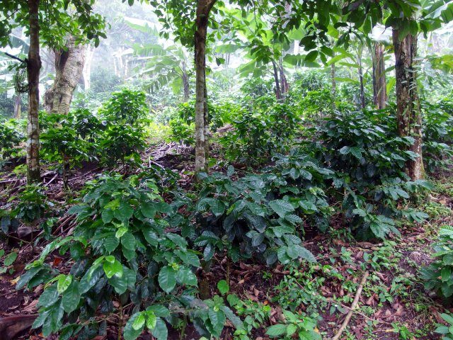 Kaffeesträucher in Nicaragua, Café Chavalo