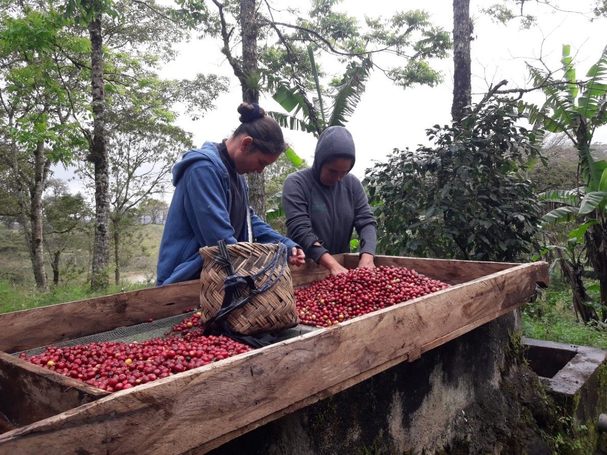 Sortieren der Kaffeekirschen
