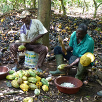 Noir-Schokolade 74% Elfenbeinküste (bio), 100g